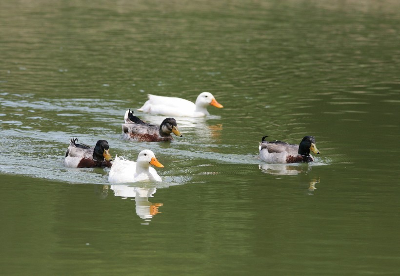 水面嬉戏的鸭子图片(15张)