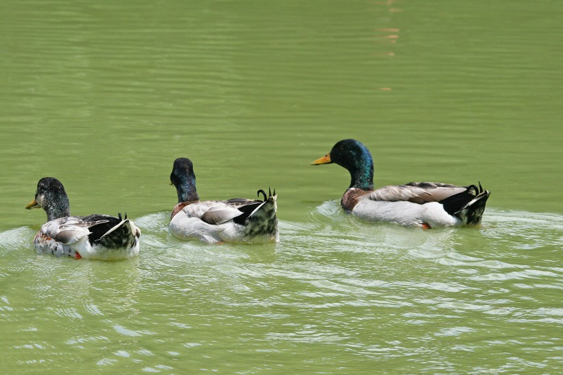 水塘里游泳的鸭子图片(14张)