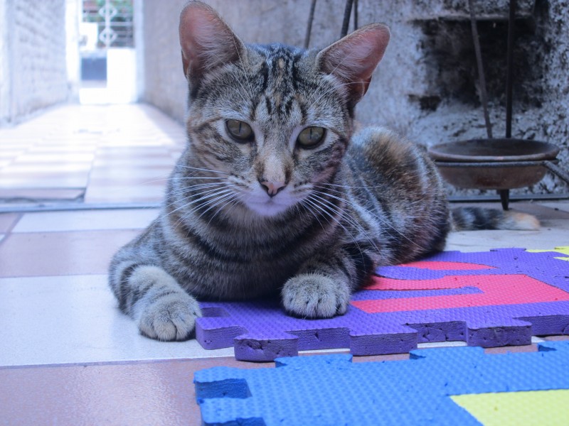 蹲着的猫咪图片(10张)