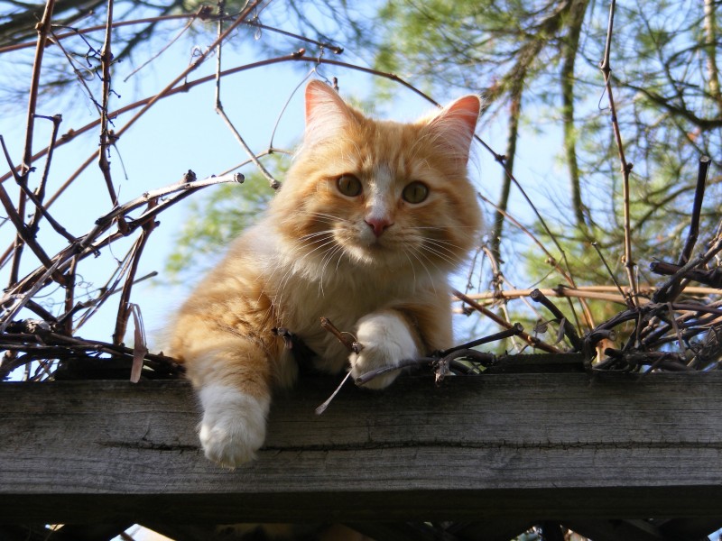 蹲着的猫咪图片(10张)