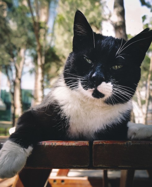 蹲着的猫咪图片(10张)