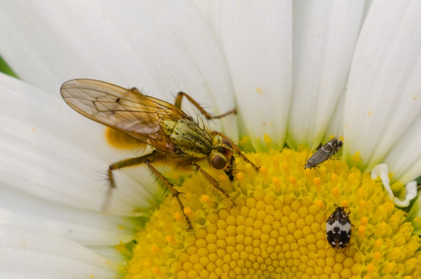 毒性强大的黄蜂图片(15张)