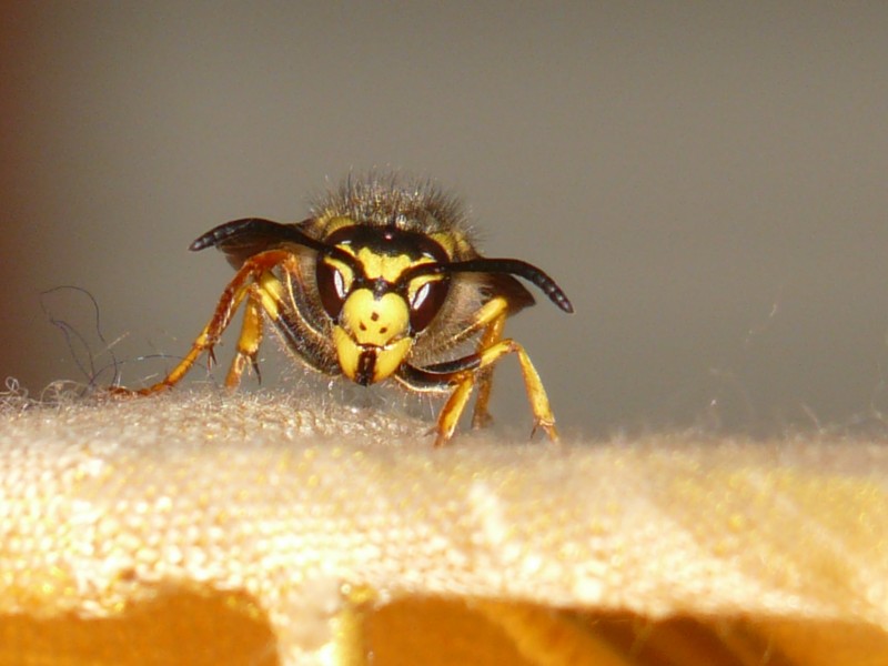 毒性强大的黄蜂图片(15张)