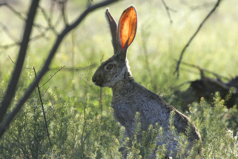 竖起耳朵的兔子图片(13张)