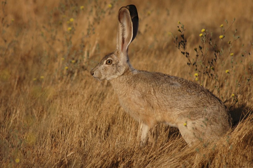 竖起耳朵的兔子图片(13张)