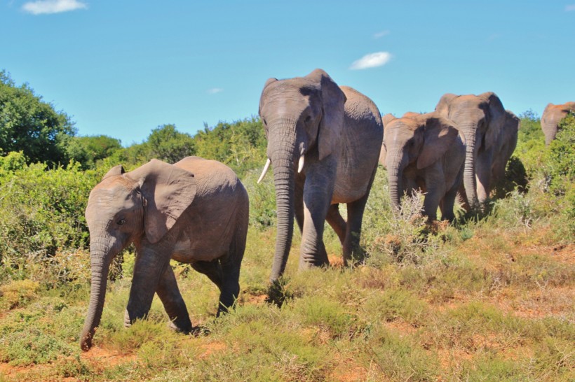 成群结队的大象图片(14张)