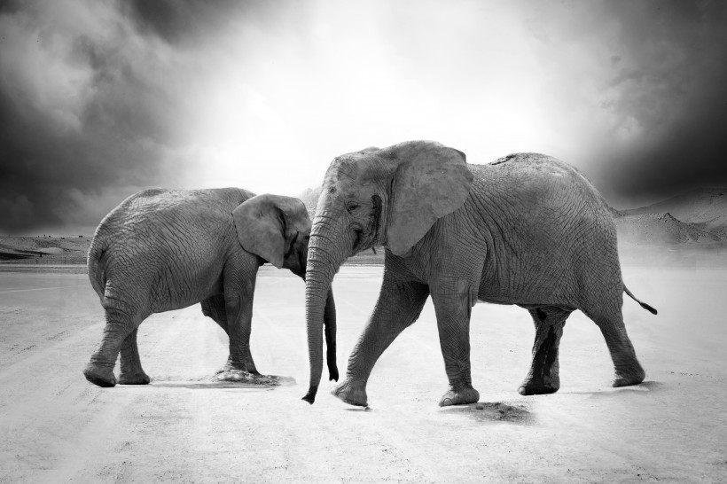 可爱的大象和小象图片(8张)
