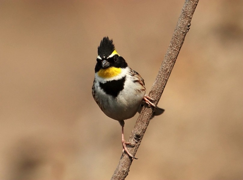 漂亮的黄喉鹀鸟类图片(5张)