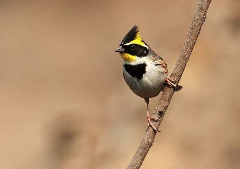 漂亮的黄喉鹀鸟类图片(5张)