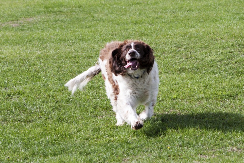 英国跳猎犬图片(27张)