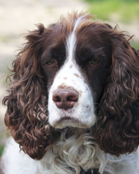 英国跳猎犬图片(27张)