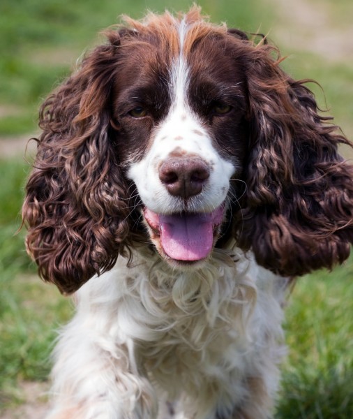 英国跳猎犬图片(27张)