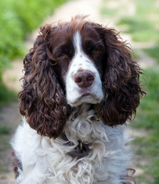 英国跳猎犬图片(27张)