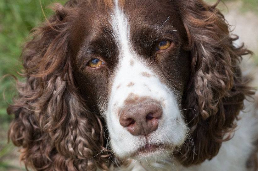 英国跳猎犬图片(27张)