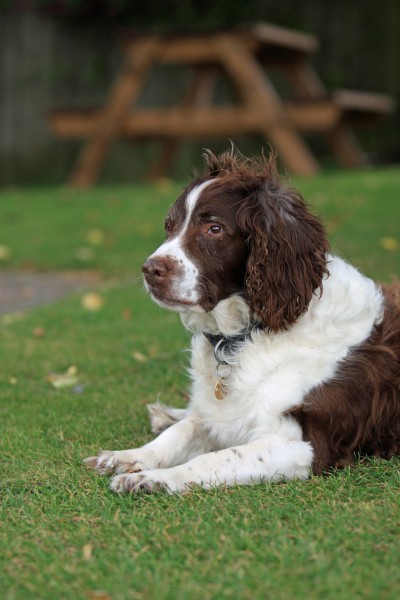 英国跳猎犬图片(27张)