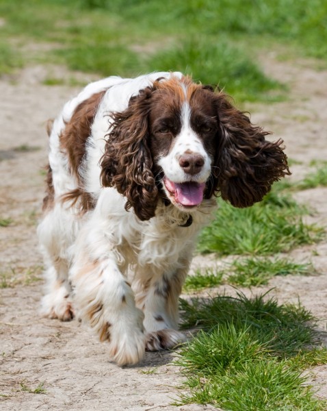 英国跳猎犬图片(27张)