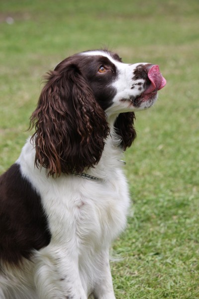 英国跳猎犬图片(27张)