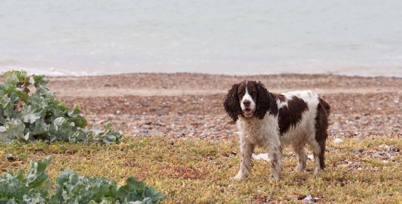 英国跳猎犬图片(27张)