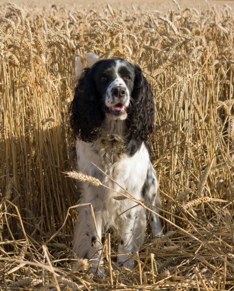 英国跳猎犬图片(27张)