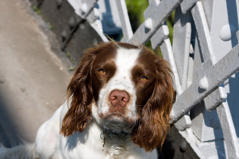 英国跳猎犬图片(27张)