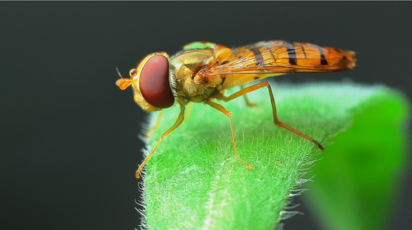 细扁食蚜蝇昆虫图片(7张)
