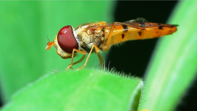 细扁食蚜蝇昆虫图片(7张)