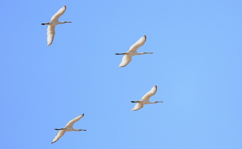 飞行中的白琵鹭图片(15张)