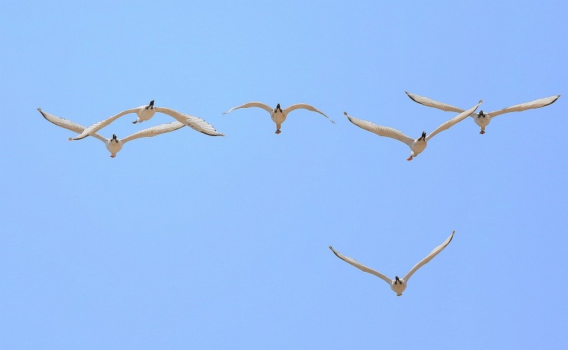 飞行中的白琵鹭图片(15张)