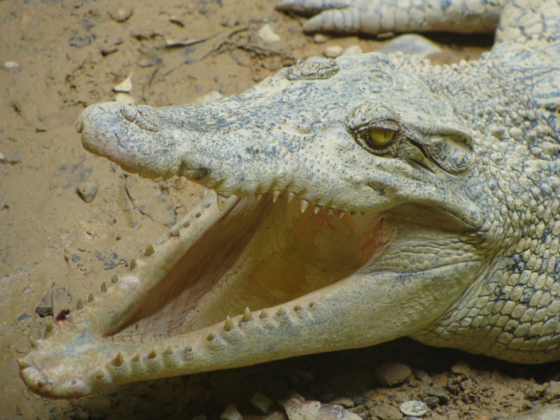 鳄鱼的头部图片(12张)