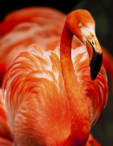 长脖子红鹳鸟图片(12张)