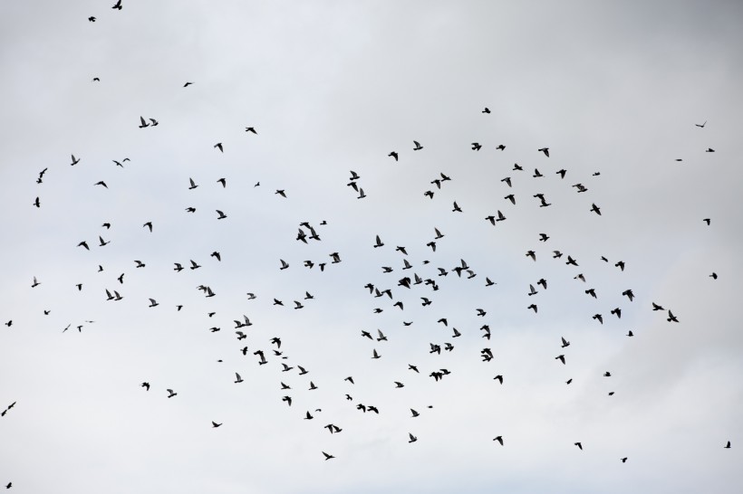 天空上无数的飞鸟图片(10张)