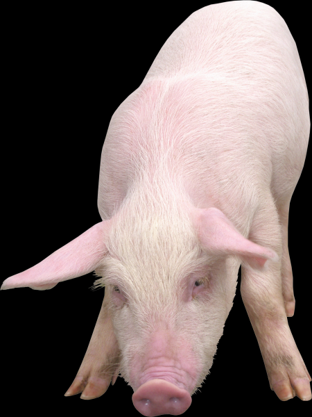 小猪透明背景PNG图片(16张)