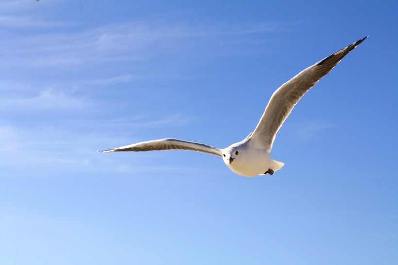 飞翔的海鸥图片(14张)