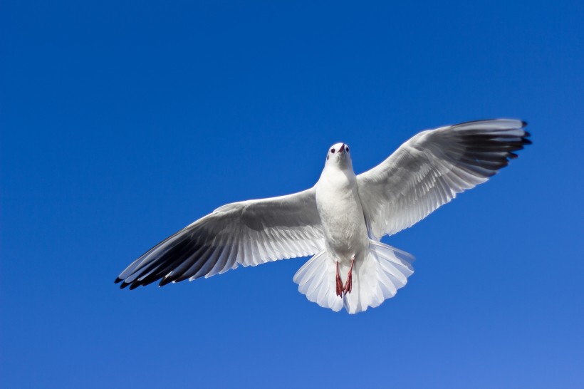 飞翔的海鸥高清图片(13张)
