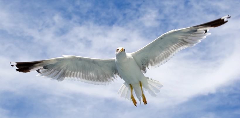 飞翔的海鸥图片(15张)
