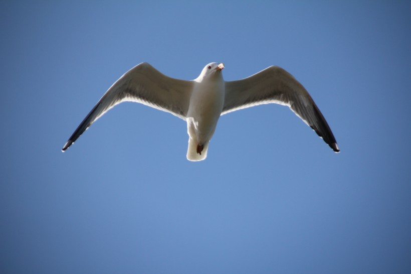 飞翔的海鸥图片(15张)