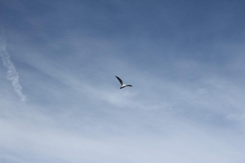飞翔的海鸥图片(9张)