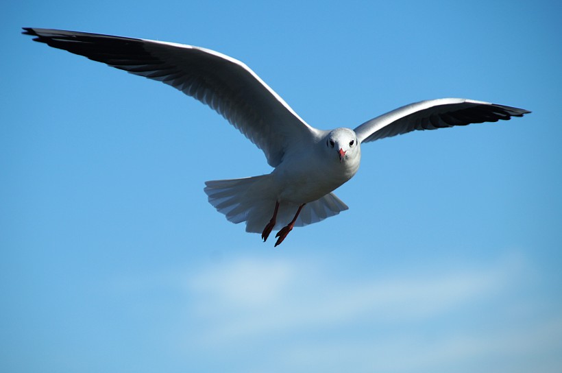 飞翔的海鸥图片(9张)