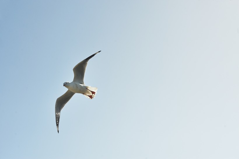 飞翔的海鸥图片(13张)