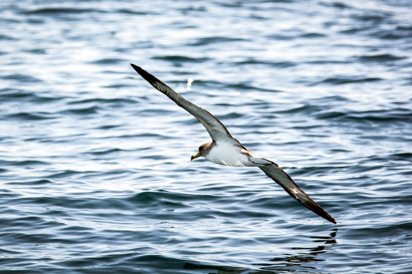 飞翔的海鸥图片(13张)