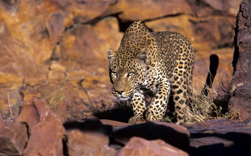 非洲野生动物图片(14张)