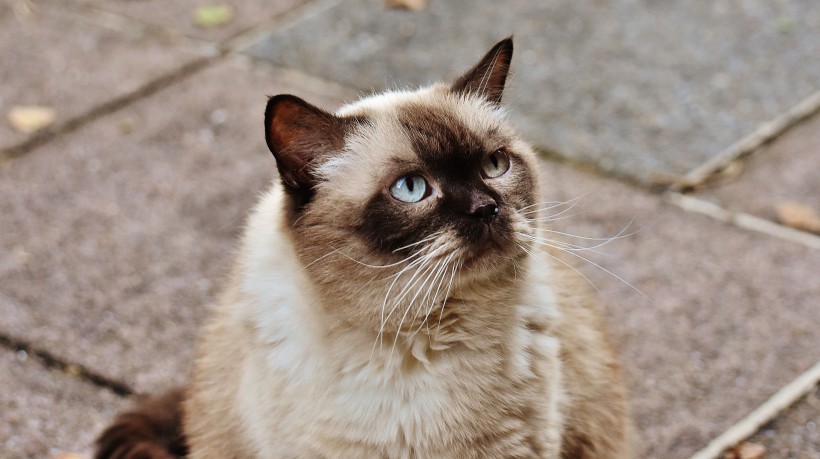 体形圆胖的英国短毛猫图片(15张)