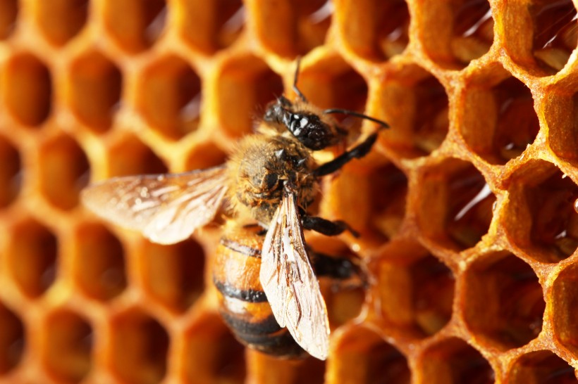 蜂巢上蜜蜂图片(7张)
