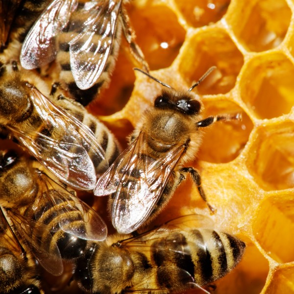蜂巢上蜜蜂图片(7张)
