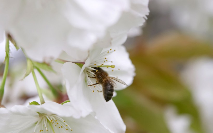 蜜蜂采蜜图片(38张)
