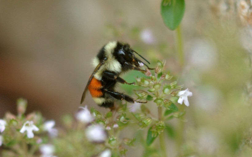 蜜蜂采蜜图片(38张)