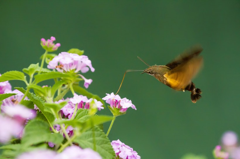 采花的蜂鸟鹰蛾图片(8张)