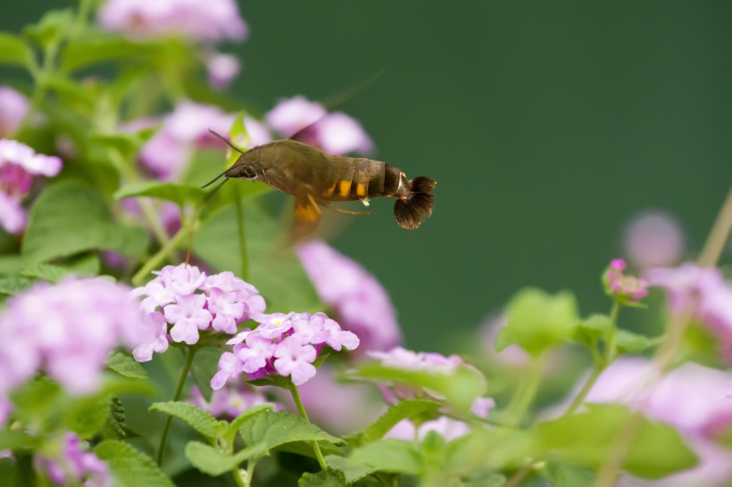 葵花上的蜂鸟鹰蛾图片(10张)