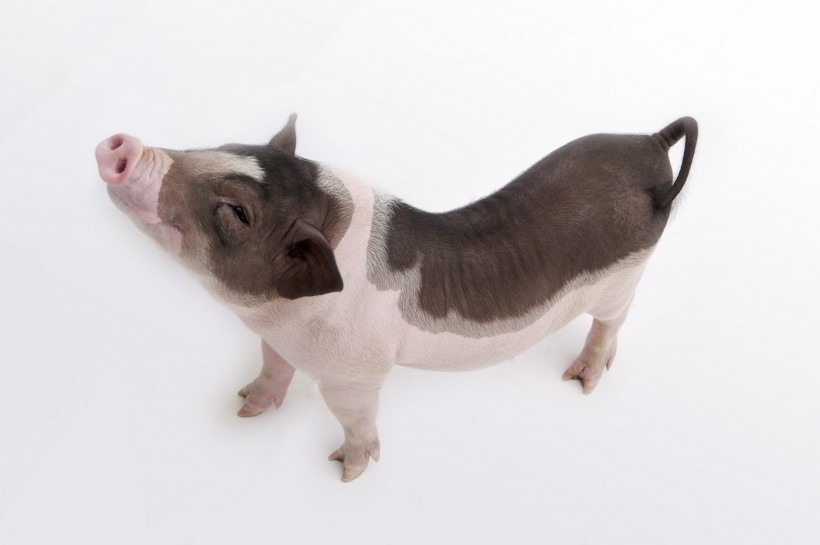 粉红宠物猪图片(51张)