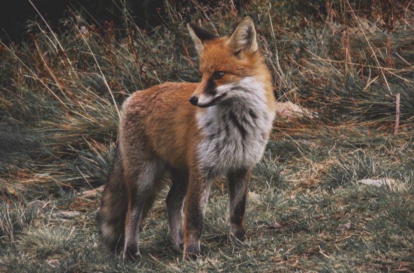 可爱的狐狸图片(13张)